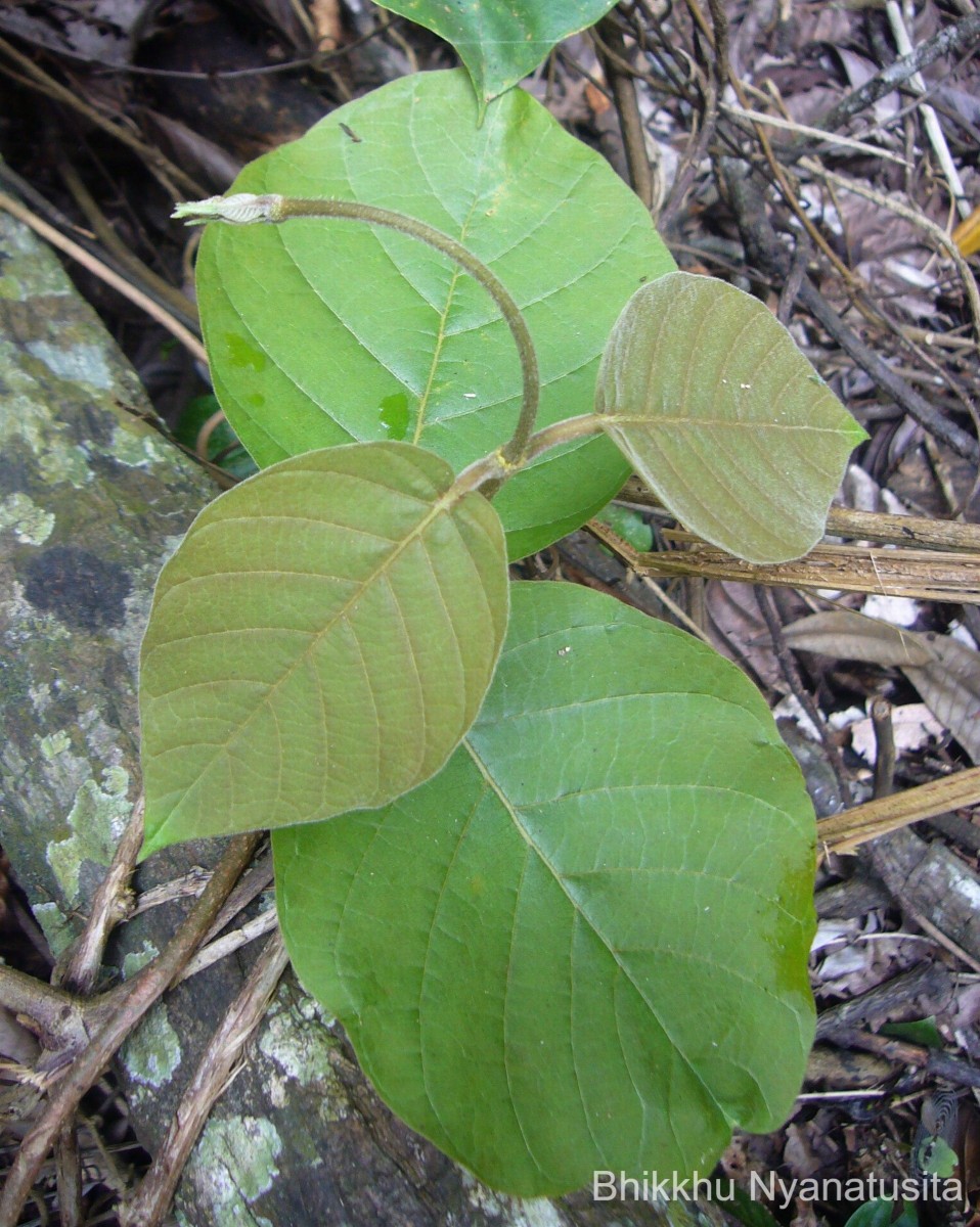 Chonemorpha fragrans (Moon) Alston